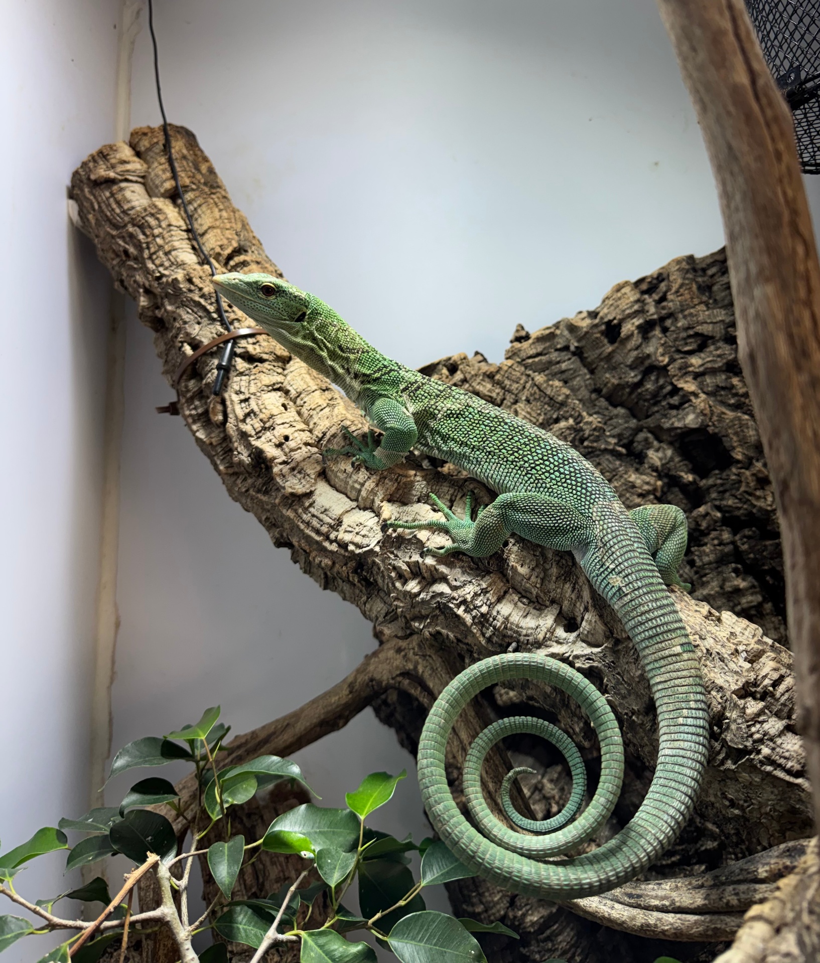 Manejo clínico de reptiles