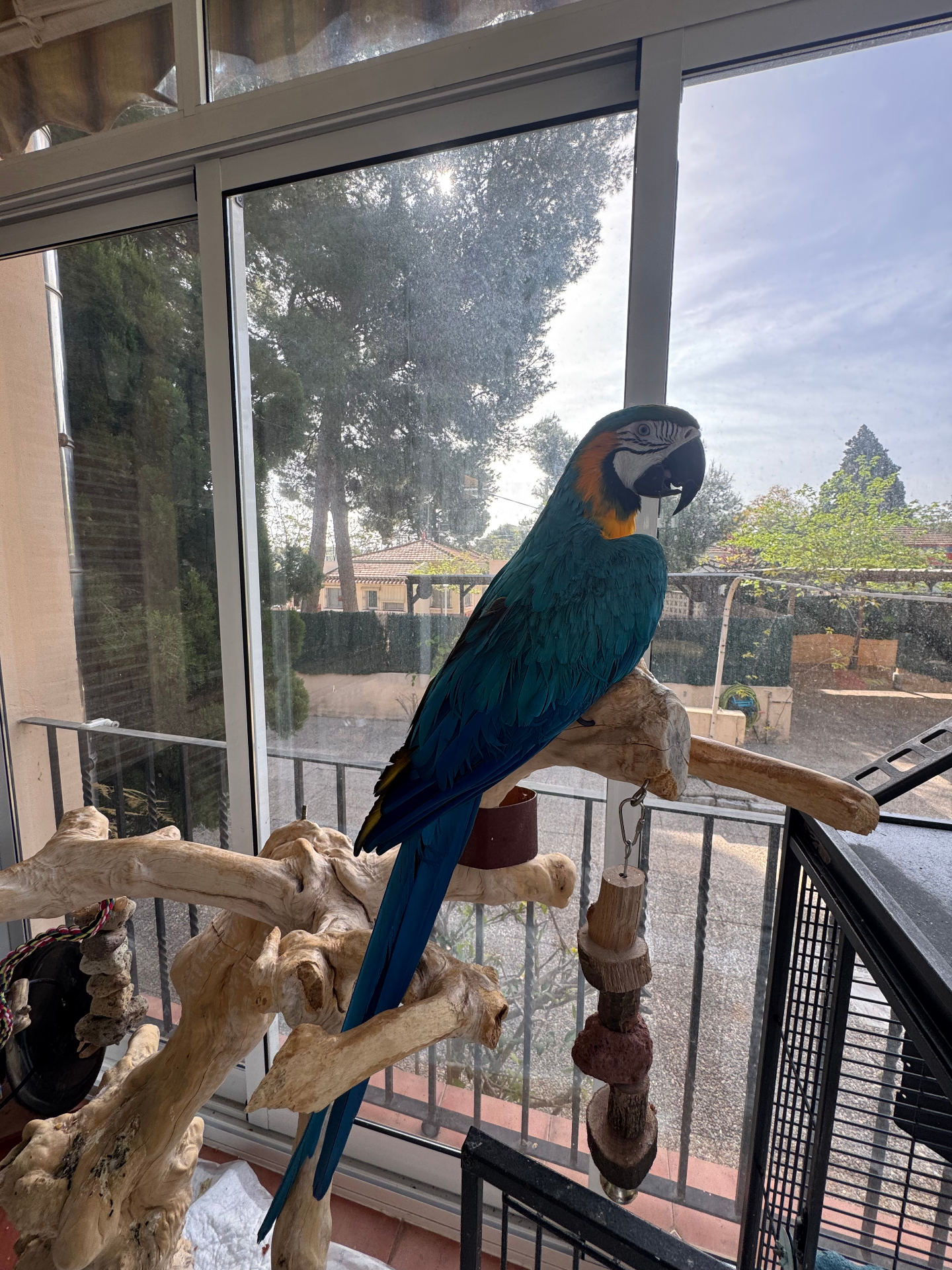 Atención en aves exóticas