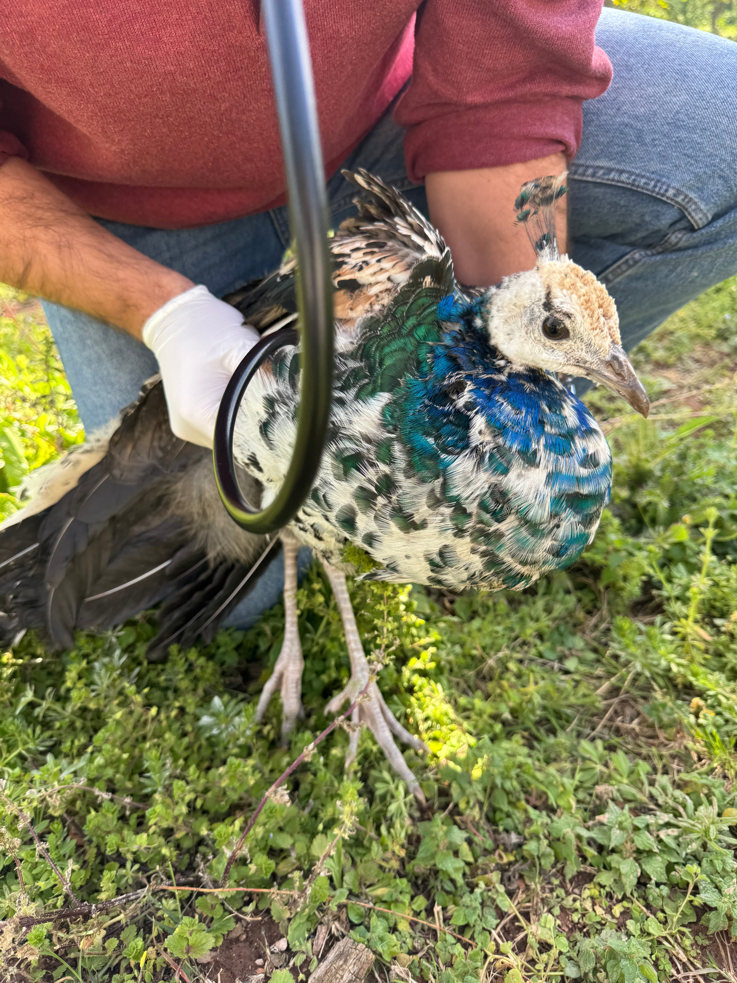 Evaluación sanitaria en aves ornamentales