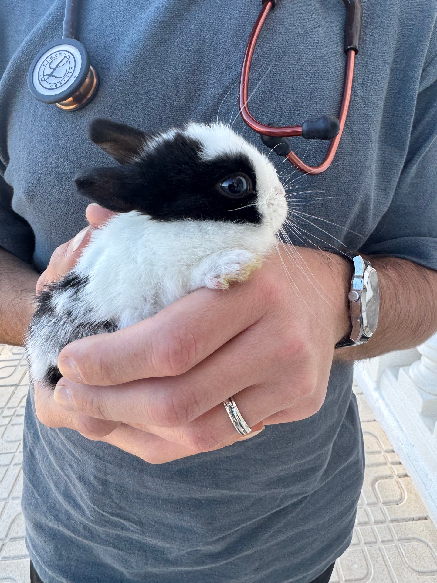 Atención clínica en pequeños mamíferos